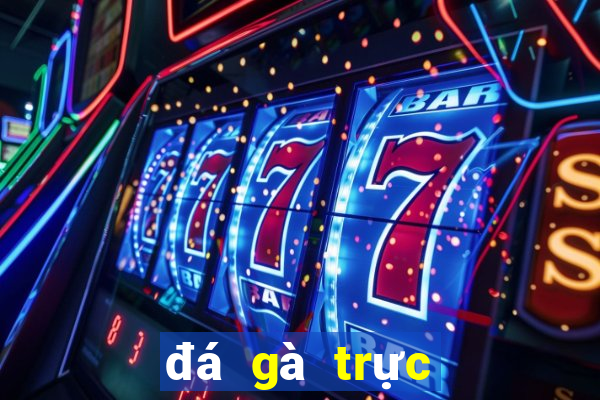 đá gà trực tiếp ở casino