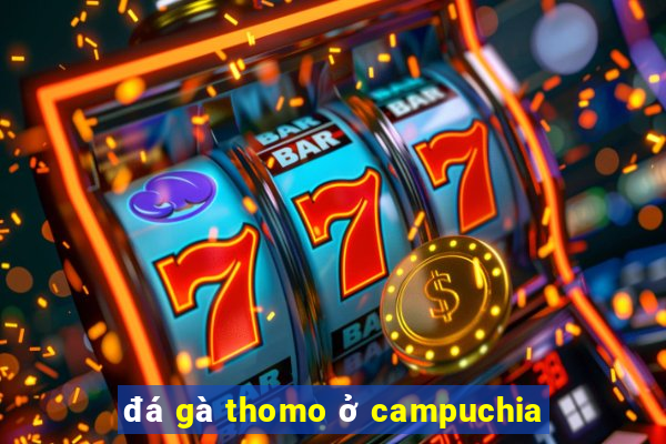 đá gà thomo ở campuchia