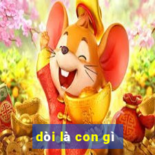 dòi là con gì