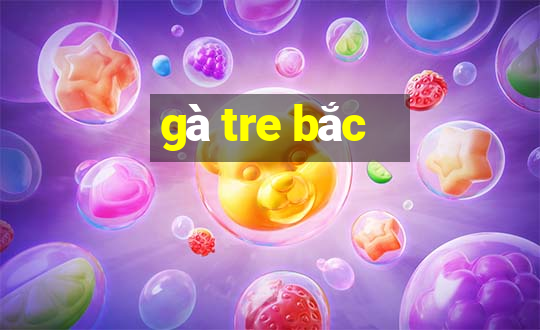 gà tre bắc