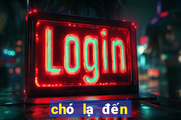 chó lạ đến nhà ở