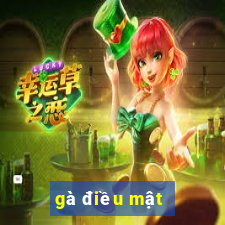 gà điều mật