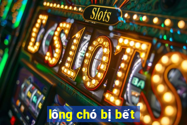 lông chó bị bết