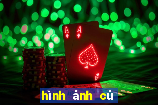 hình ảnh củ địa liền