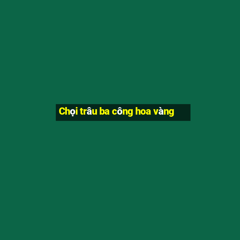 Chọi trâu ba công hoa vàng