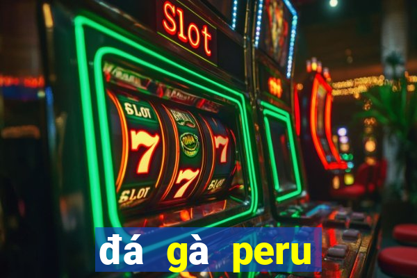 đá gà peru cựa dao