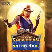 sói cô độc