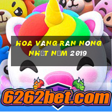 Hoa vàng rán nóng nhất năm 2019