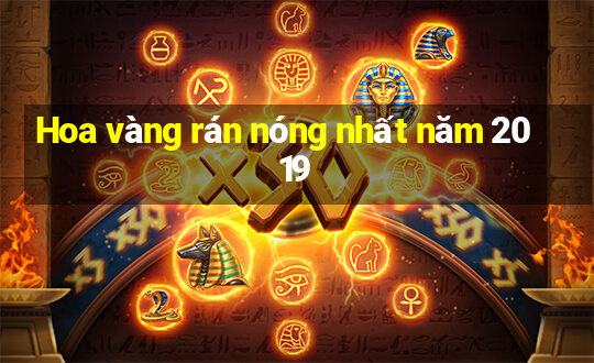 Hoa vàng rán nóng nhất năm 2019