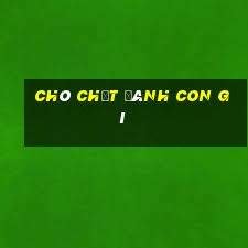 chó chết đánh con gì