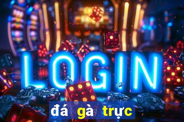 đá gà trực tiếp trường casino