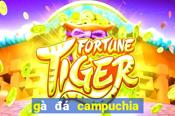 gà đá campuchia hôm nay