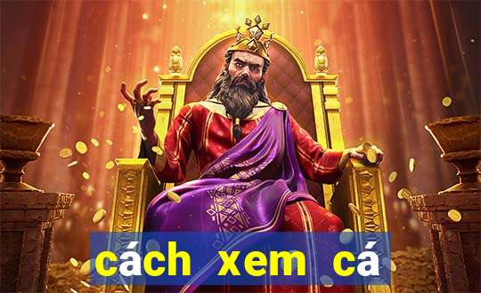 cách xem cá cược bóng đá