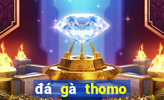 đá gà thomo trực tiếp