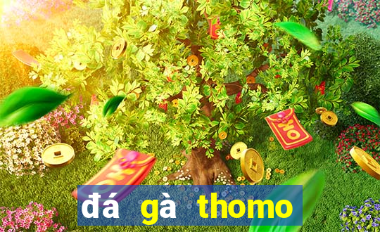 đá gà thomo trực tiếp