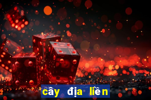 cây địa liền mọc ở đâu