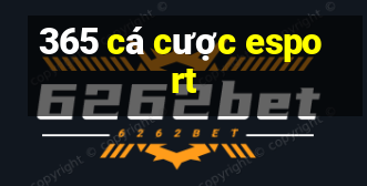 365 cá cược esport