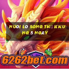 nuôi lô song thủ khung 5 ngày