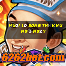 nuôi lô song thủ khung 5 ngày