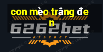 con mèo trắng đen