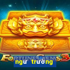 ngư trường vàng apk