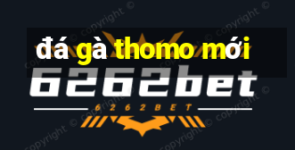 đá gà thomo mới