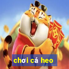 chơi cá heo