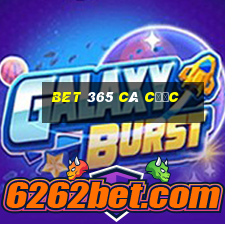 bet 365 cá cược