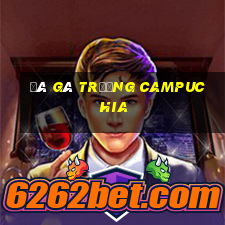 đá gà trường campuchia