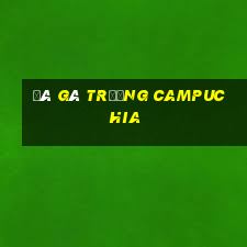 đá gà trường campuchia