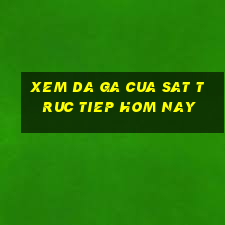 xem da ga cua sat truc tiep hom nay