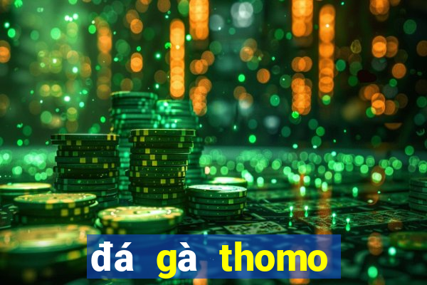 đá gà thomo trực tiếp hôm nay có bình luận