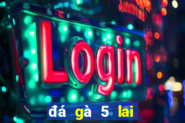 đá gà 5 lai là sao