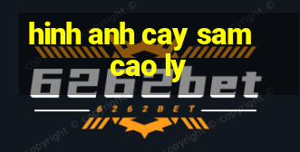 hinh anh cay sam cao ly