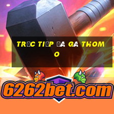 trực tiếp đá gà thomo