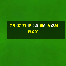 trực tiếp đá gà hôm nay