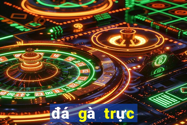 đá gà trực tiếp cựa dao