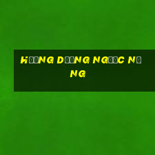 hướng dương ngược nắng