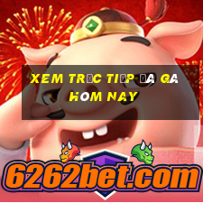 xem trực tiếp đá gà hôm nay