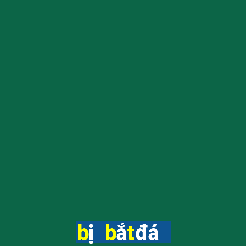 bị bắt đá gà phạt bao nhiêu