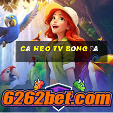 cá heo tv bóng đá