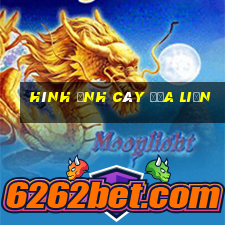 hình ảnh cây địa liền