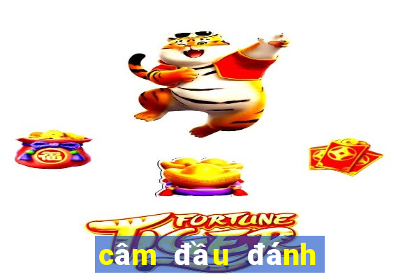 câm đầu đánh con gì