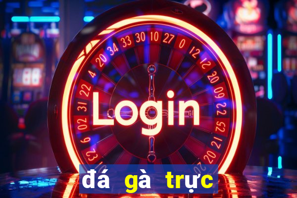 đá gà trực tiếp bên casino