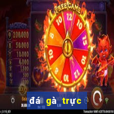 đá gà trực tiếp bên casino