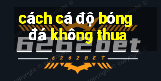 cách cá độ bóng đá không thua