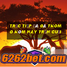 trực tiếp đá gà thomo hôm nay trận cuối