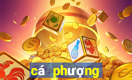 cá phượng hoàng lửa