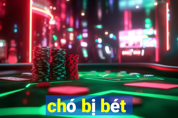 chó bị bét