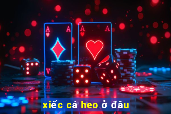 xiếc cá heo ở đâu